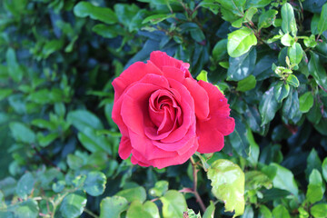 A closeup of a single rose in a garden. Photo taken at close range with a macro lens.