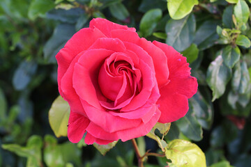 A closeup of a single rose in a garden. Photo taken at close range with a macro lens.