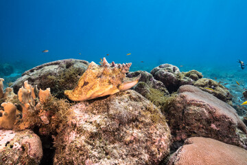Fototapeta na wymiar Seascape with Conch Shell, coral, and sponge in the coral reef of the Caribbean Sea, Curacao