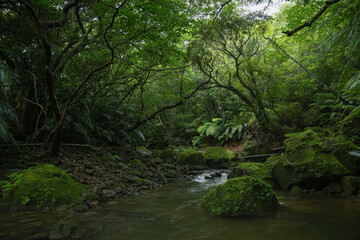 Fototapeta na wymiar 沖縄県 西表島のジャングル