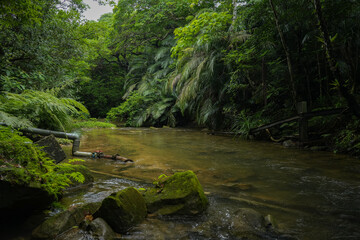 Naklejka na ściany i meble 沖縄県 西表島のジャングル