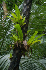 沖縄県 西表島 オオタニワタリ