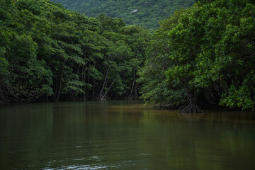 沖縄県 西表島 クーラ川