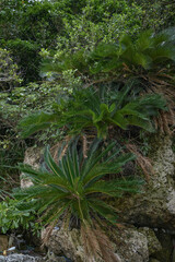 沖縄県 西表島 ソテツ