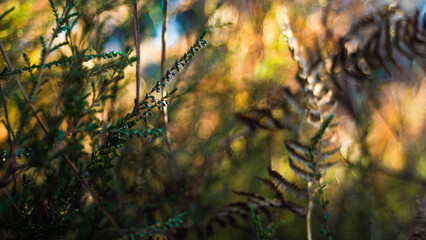 Macro de tiges de bruyères sauvages, mises en valeur par une lumière orangée, pendant le coucher du soleil