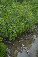 沖縄県 西表島 ヒルギ