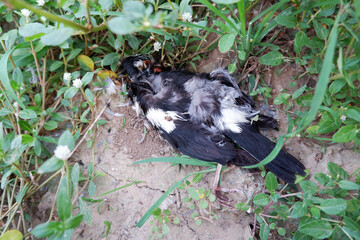 The carcass of a dead black tilted bird lies on the ground.