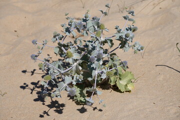 Sea Holly (Eryngium maritimum)