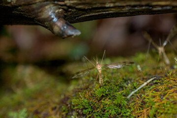 Crane fly under a log after a rain storm, trying to dry its wings so it can fly again.  Moss and rotting log make for a great place to hide during a Thunderstorm in Windsor in Upstate NY.
