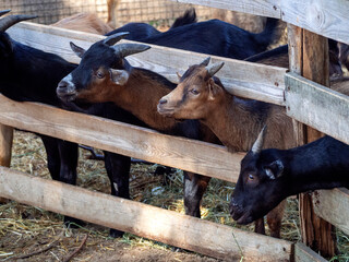 Goats in a barn behind a fence. Cute goats look in one direction and wait to be fed.