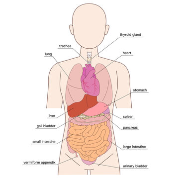 人体図と臓器