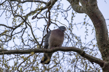 Common wood pigeon, Columba palumbus, perched on a branch, Antwerp Belgium. Closeup pigeon portrait in spring, common British and European bird. High quality photo