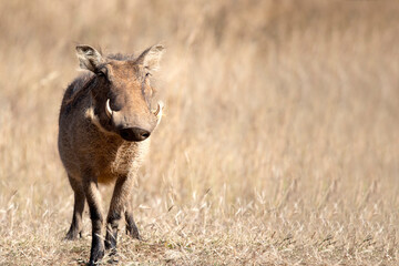 Naklejka na ściany i meble Pumbaa, the star warthog of safaris in the Pilanesberg National Park in South Africa, this herbivorous animal grazes freely on the African savannah.