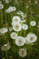 white dandelions in the grass