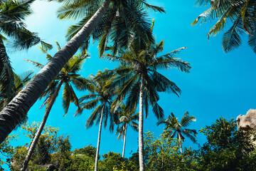 coconut trees on tropical island in summer