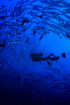 diver in the blue sea
