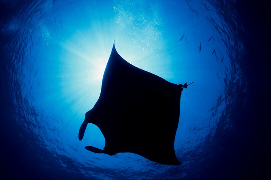 Largest type of ray in the world, Manta birostris
