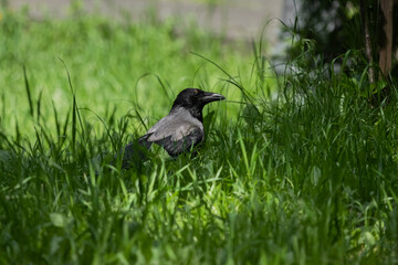 Crow in the grass. Urban birds. Raven close up. A walk in the park.