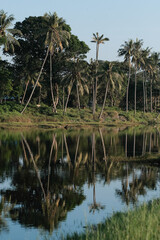 Coconut tree reflect shadow on surface of river beautiful sky in Beserah, Malaysia . Landscape silhouette coconut trees. Asia nature landscape