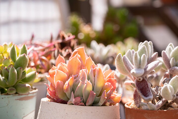 朝日に輝く多肉植物