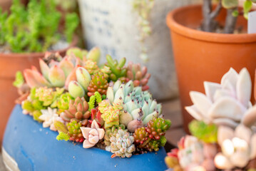 多肉植物の寄せ植え