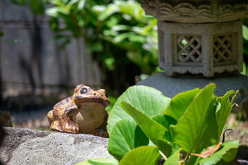庭園のカエル