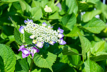 初夏を彩るあじさい