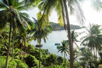 Fototapety  coconut trees on tropical island in summer
