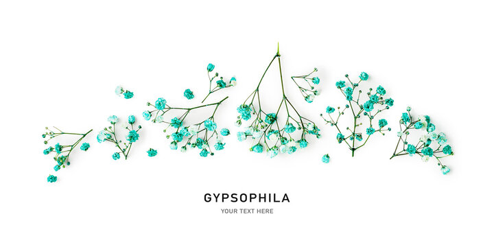Gypsophila flowers collection and banner.