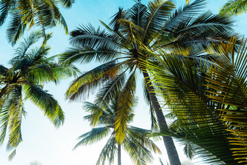Fototapeta na wymiar coconut trees on tropical island in summer