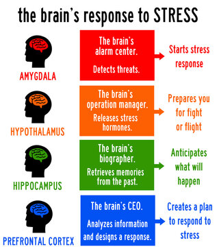 brain stress reponse