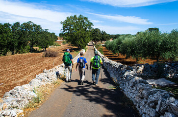 Pellegrini in cammino lungo la Via Peuceta del Cammino Materano fra ulivi e muretti a secco