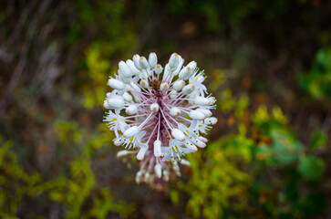 Anacamptis pyramidalis, un'orchidea selvatica dai fiori bianchi pronta a sbocciare © Andrea Vismara