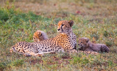 Cheetahs (Acinonyx jubatus) , one of the most favorite predators of African wildlife, are also the fastest land animals in the world.