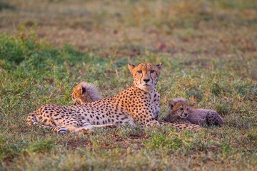 Cheetahs (Acinonyx jubatus) , one of the most favorite predators of African wildlife, are also the fastest land animals in the world.