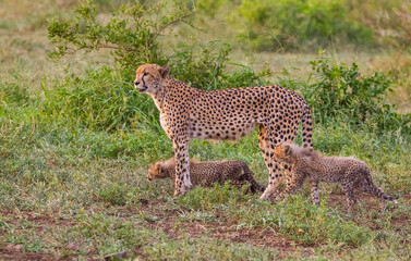 Cheetahs (Acinonyx jubatus) , one of the most favorite predators of African wildlife, are also the fastest land animals in the world.