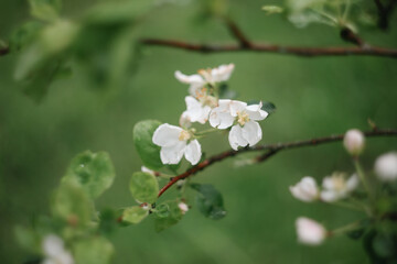 spring background with white flowers and apple leaves. Blur spring blossom background.