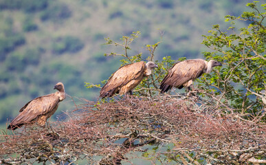 The white backed vulture (Gyps africanus) is a species fed by carrion, such as a vulture. It is a common species in Africa.