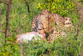 Cheetahs (Acinonyx jubatus) , one of the most favorite predators of African wildlife, are also the fastest land animals in the world. This cheetah is seen eating the impala it hunted in Sungulwane par © selim