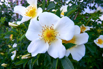 Obraz na płótnie Canvas Blooming flower with white petals in spring garden