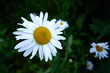 White blooming chamomile on green grass background