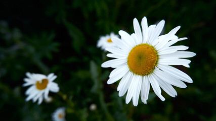 Fototapeta premium Beautiful chamomile flower close up. White blooming chamomile on green grass background
