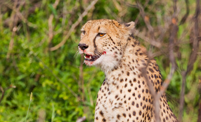 Cheetahs (Acinonyx jubatus),one of the most favorite predators of African wildlife, are also the fastest land animals in the world. This cheetah is seen eating the impala it hunted in Sungulwane park.