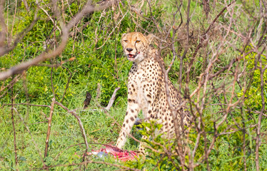 Cheetahs (Acinonyx jubatus) , one of the most favorite predators of African wildlife, are also the...