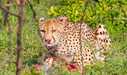 Naklejka na ściany i meble Cheetahs (Acinonyx jubatus),one of the most favorite predators of African wildlife, are also the fastest land animals in the world. This cheetah is seen eating the impala it hunted in Sungulwane park.