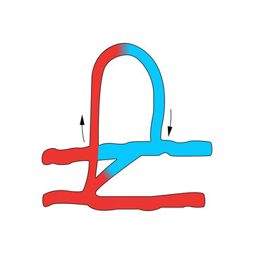 Circulation, Components of the microcirculation. Flat illustration