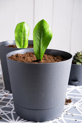 House plant zamioculcas in a pot for flowers.