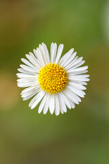 Fototapeta premium Beautiful flower close-up