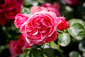 Beautiful flower close-up
