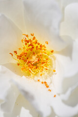 Obraz premium Beautiful flower close-up